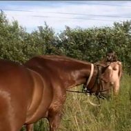 When Horses and Naturists Meet – Naturism in Russia 2000 Series